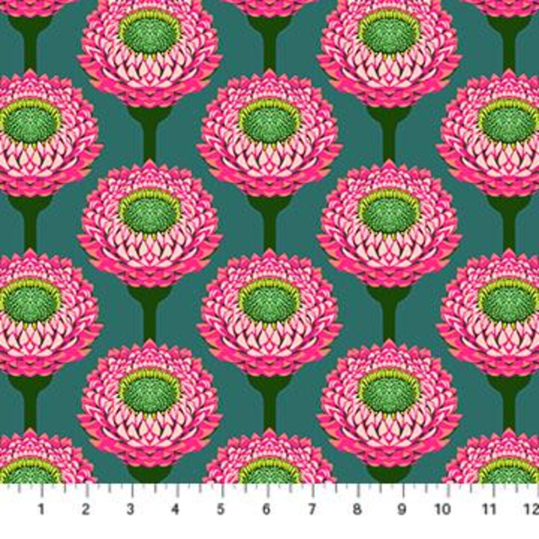 Iconic Strawflower AMT123-28L Bursting