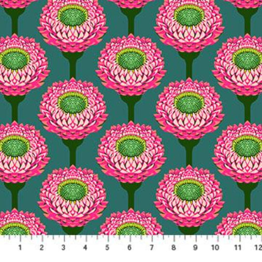 Iconic Strawflower AMT123-28L Bursting