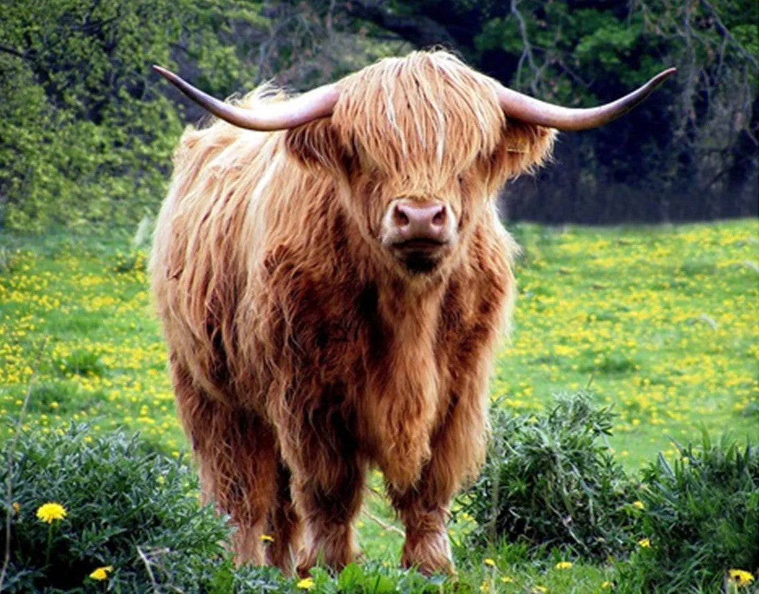 Highland Cow in Dandelion Field Panel 20x16