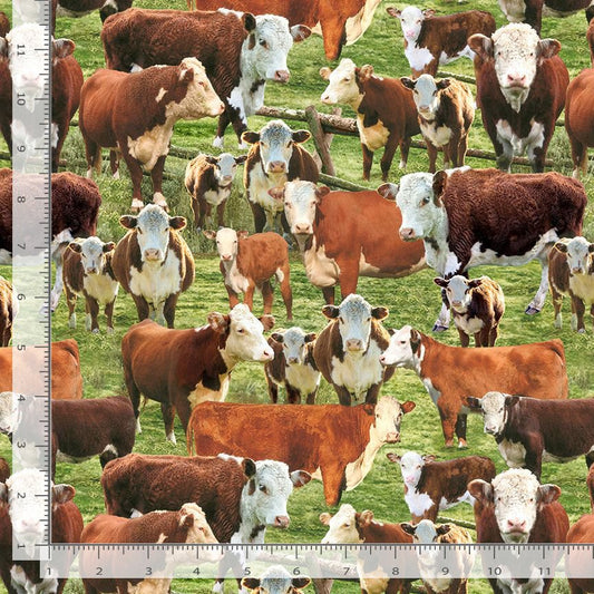 Hereford Cows WEST-CD3341